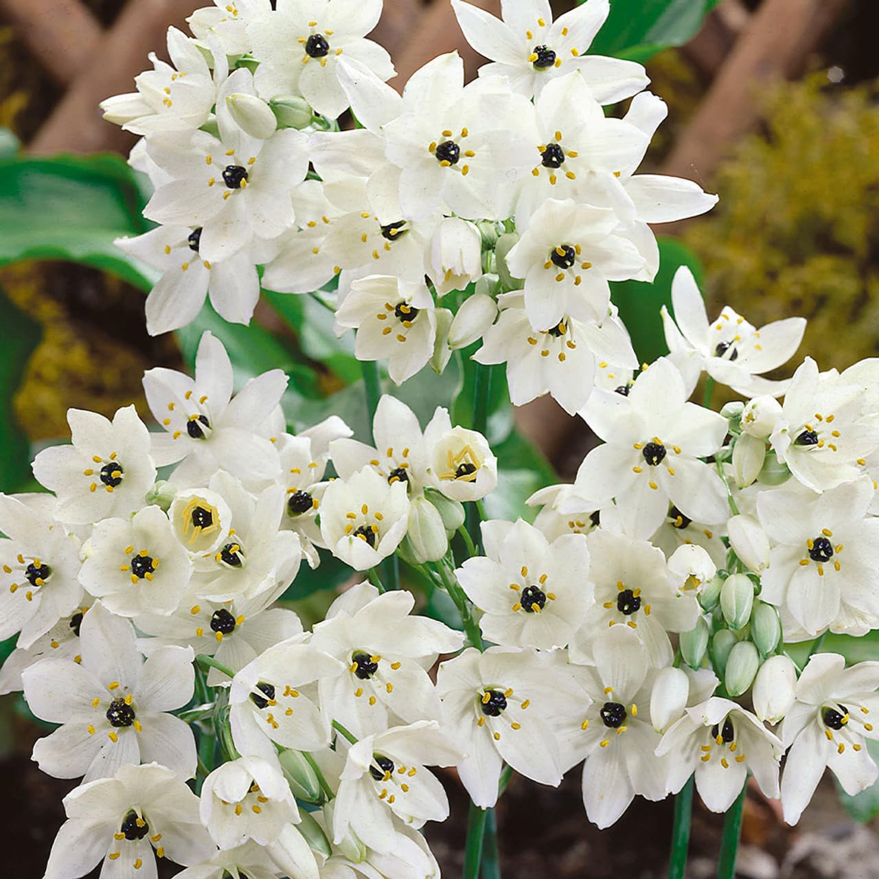 Andhagnai Greens Monsoon Season Gardening Flower Bulbs Ready to Grow Srpouted Flower Bulbs (Chinchirinchi Flower Bulbs, 5) (B0DB5JYV32) Amazon Price History, Amazon Price Tracker