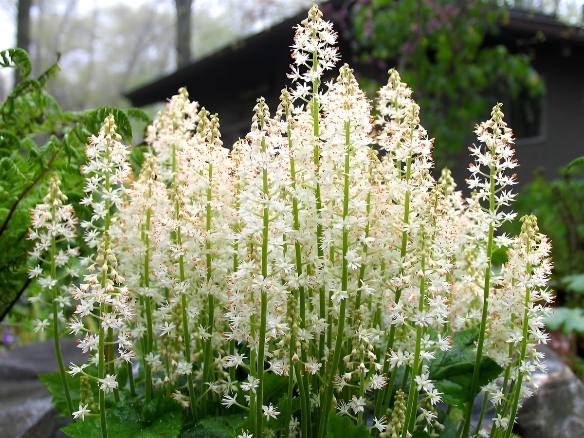 Stauden Gänge 50 x Tiarella cordifolia Schaumblüte winterhart