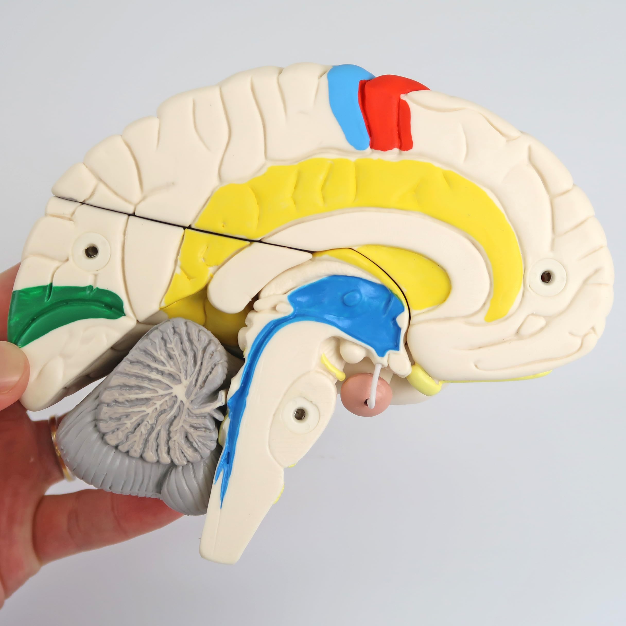 3B Scientific C22 Cerebro Neuro, Anatómico, desmontable En 8 Piezas - 3B Smart Anatomy