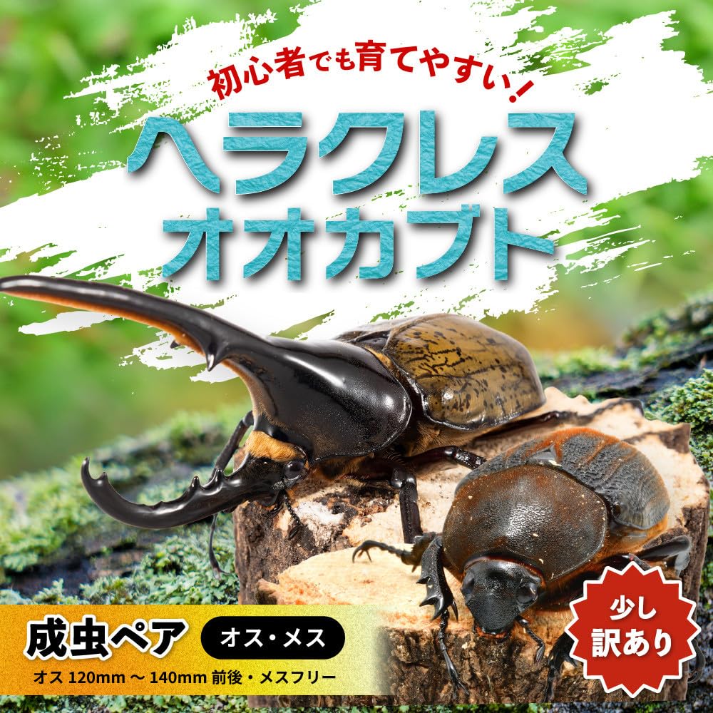 Amazon.co.jp: ［先行予約］ヘラクレスオオカブト ペア 少し訳あり
