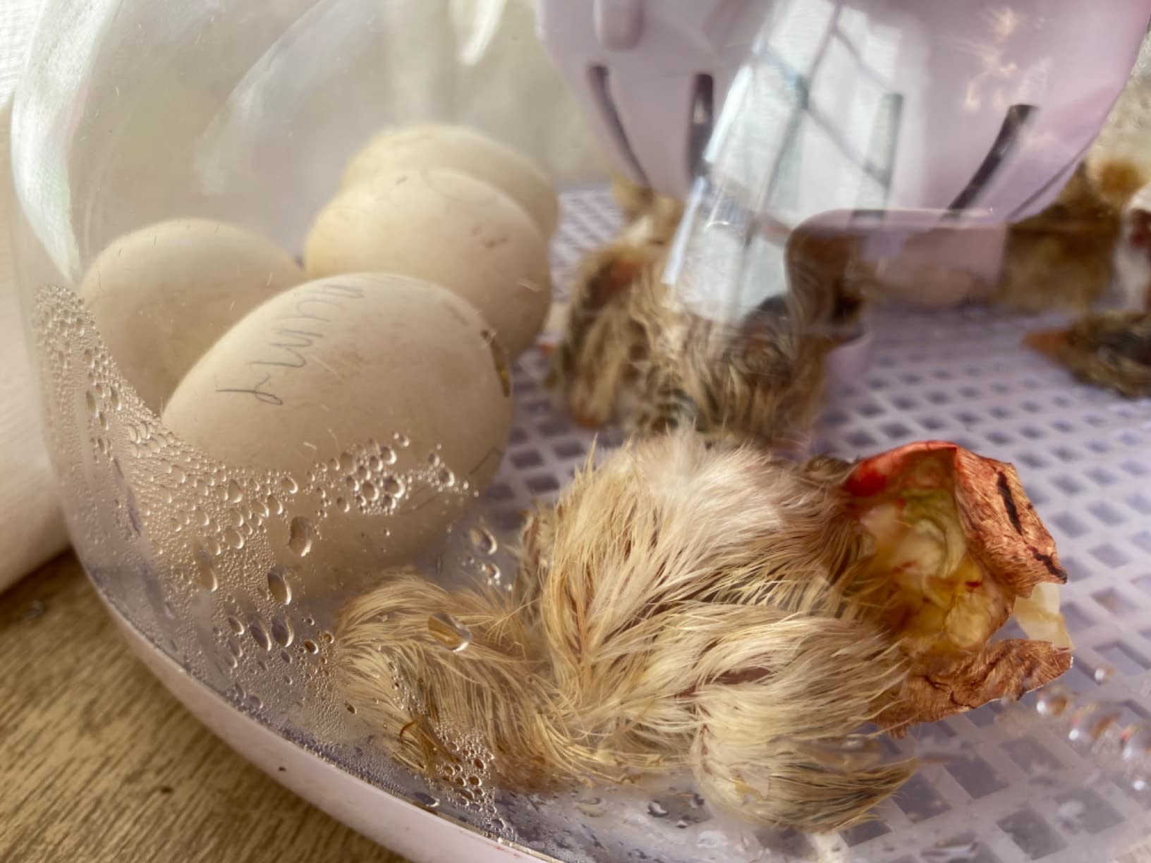 9/mo Finance PTGVCTA 12 Eggs Incubator Humidity Control and Display, Automatic Egg Turner