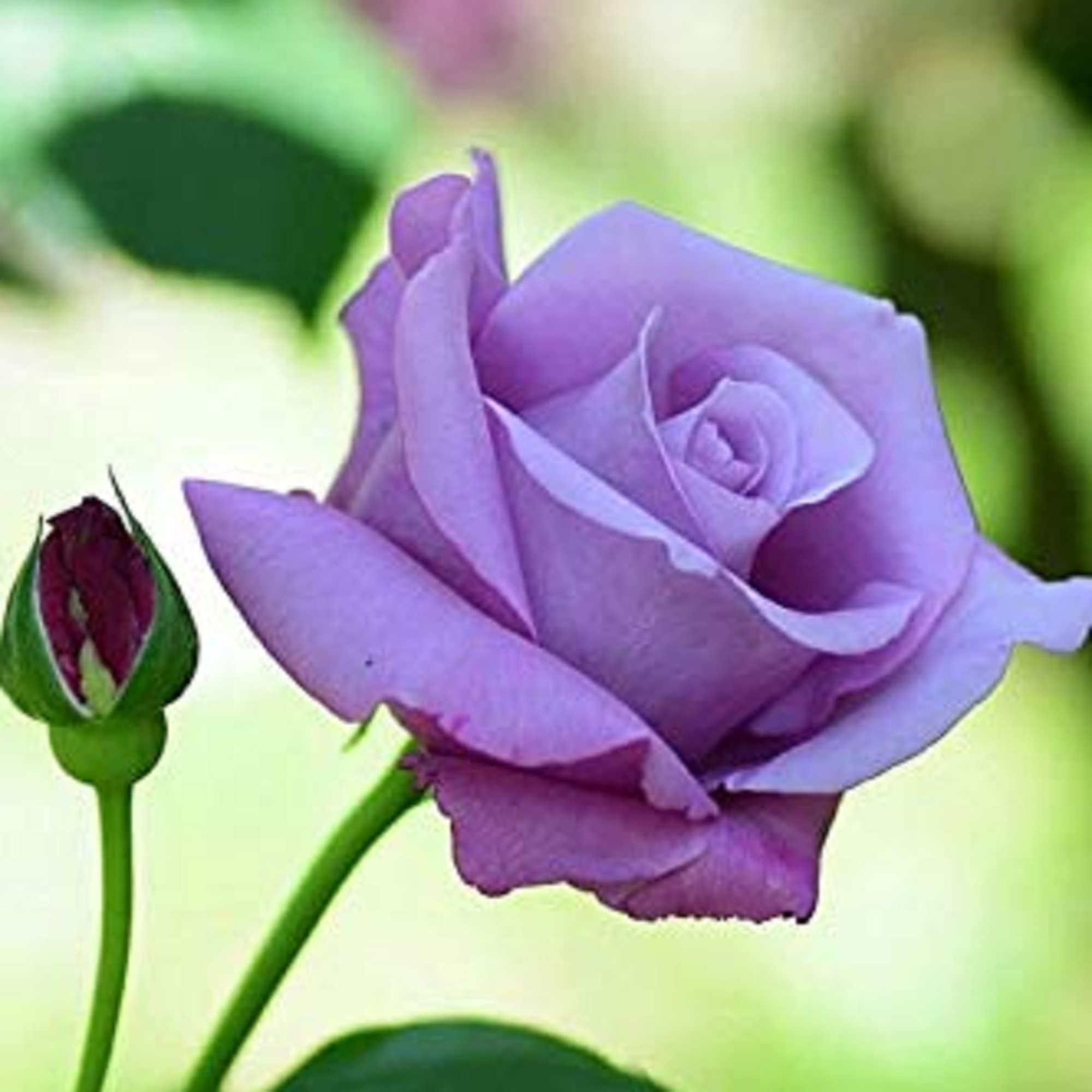 Amazon.com: CHUXAY GARDEN Purple Rose Seed 5 Seeds Perennial