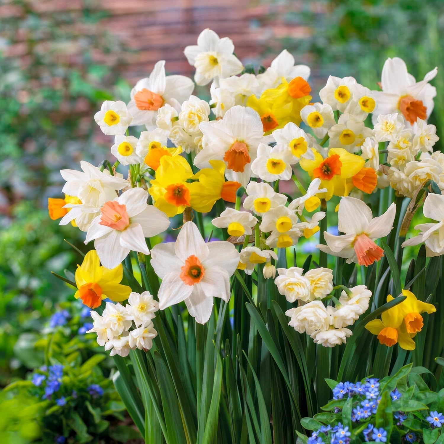 Narzissen Zwiebeln Winterhart Mehrjährig - Budget Kollektion - 25 Blumenzwiebeln - Duftende Osterglocken - Mix aus Holland - für Garten und Topf (keine Samen, nicht künstlich)