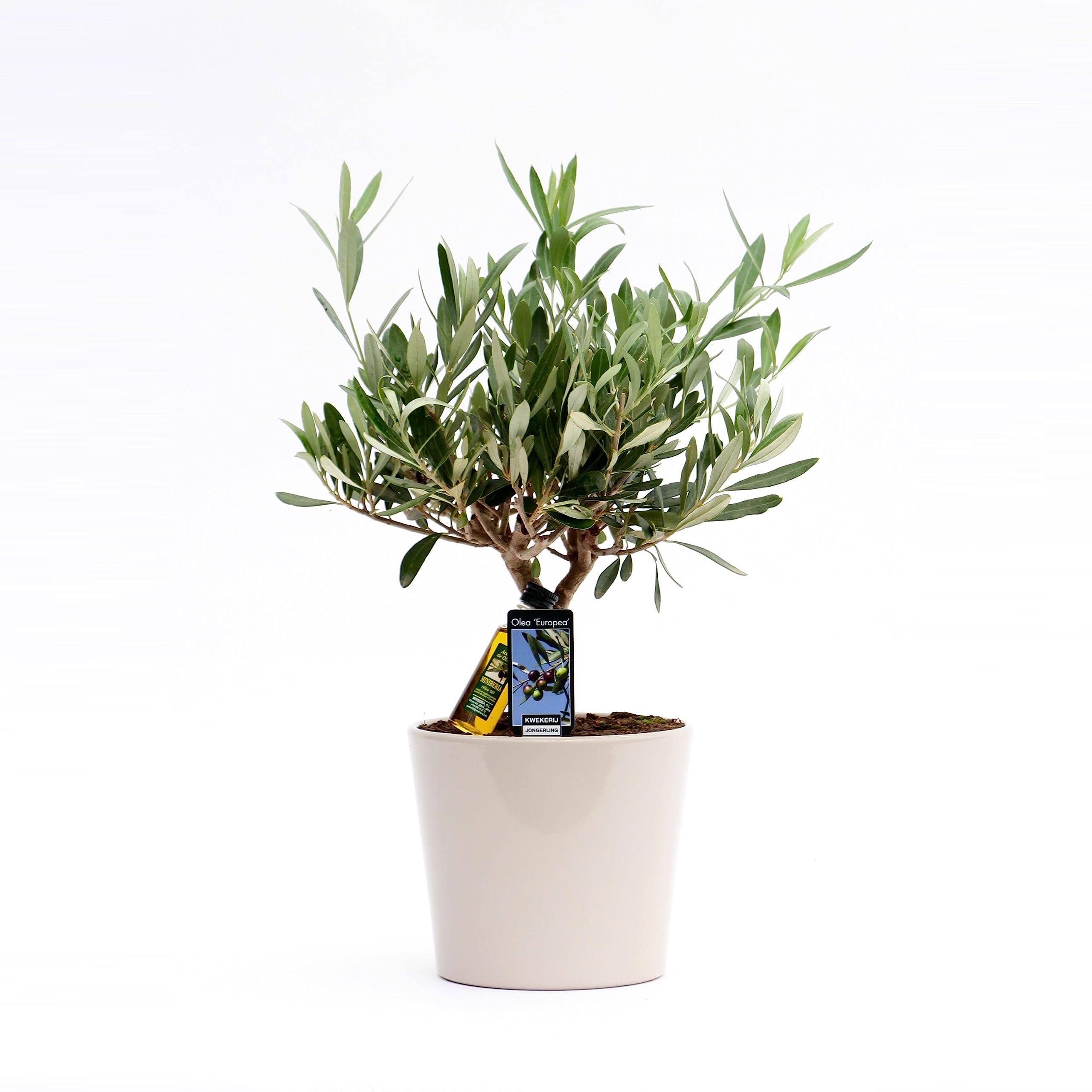 Zimmerpflanze von Botanicly  Olivenbaum  Hhe: 40 cm  Olea europeae :  Amazon.de: Garten