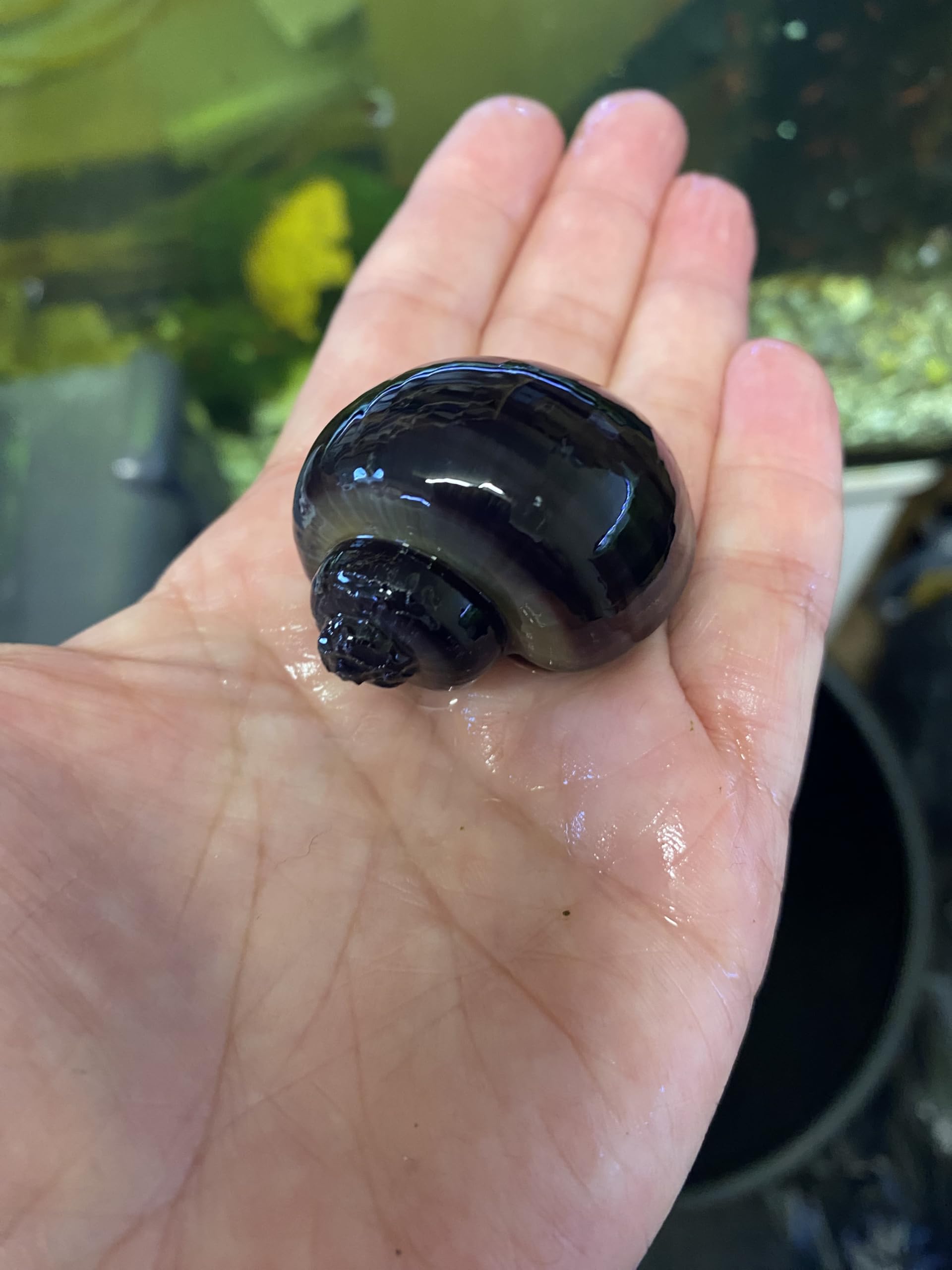 1 x Large Adult Purple Mystery Snail Freshwater Aquarium Live