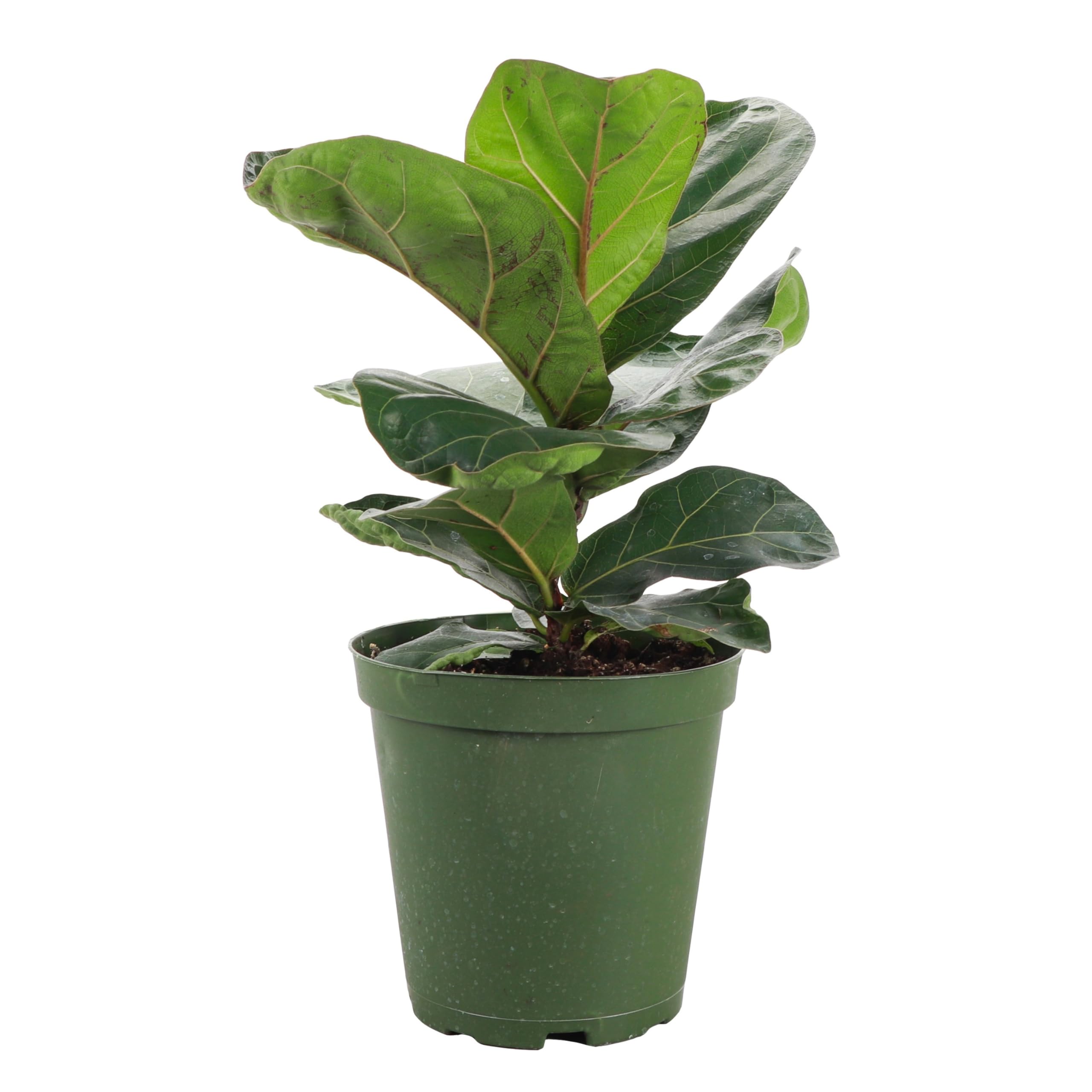 Thorsen's Greenhouse Ficus Lyrata