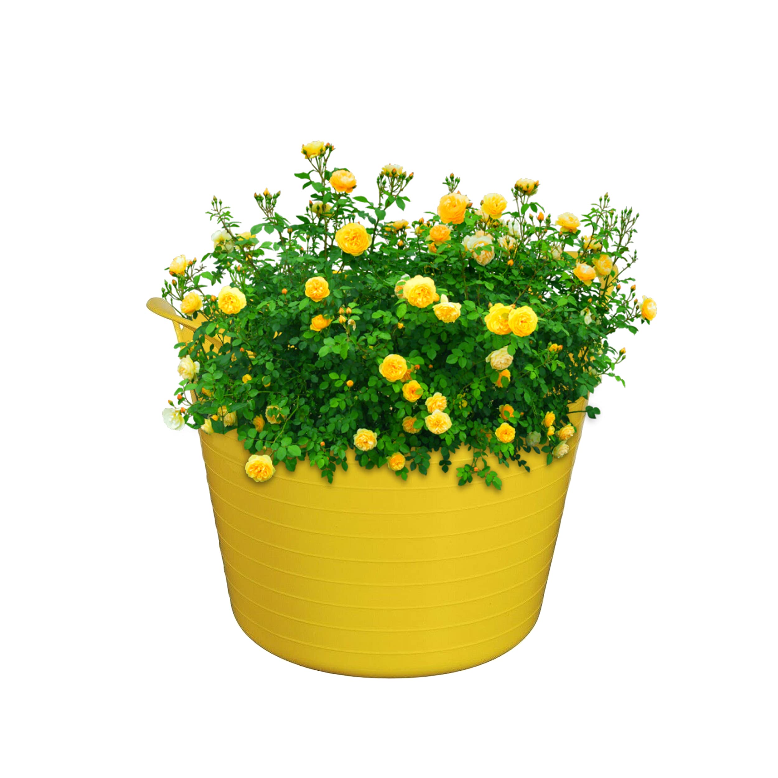 Jms We Create Smile Yellow 3 X 20/26 Litre Flexi Tubs- Garden Home Flexible Colour Storage Container Buckets - Polyethylene Flex Tub/Trug- Made In U.k (, Small - 26 Litre)
