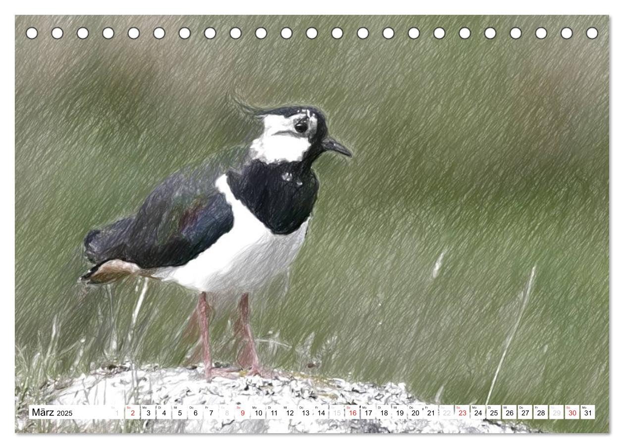 Schottlands Vogelwelt - Ein Porträt in Zeichnungen (Tischkalender 2025 DIN A5 quer), CALVENDO Monatskalender: Dieser Kalender ist ein Streifzug durch ... in farbigen Zeichnungen (CALVENDO Natur)