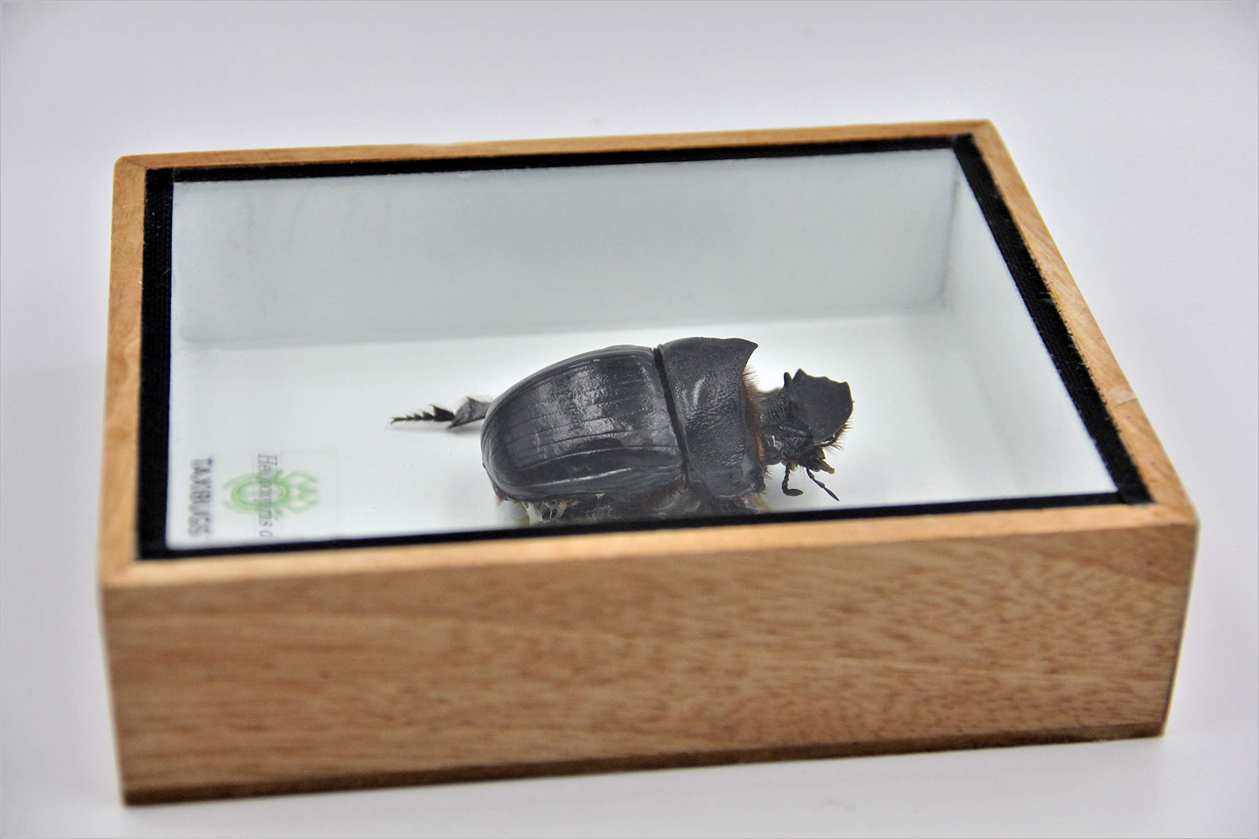 堀貴春 昆虫オブジェ White Horned dung beetleΨ20 Amazon.com: Real Exotic Elephant Dung Beetle Specimen (Heliocopris