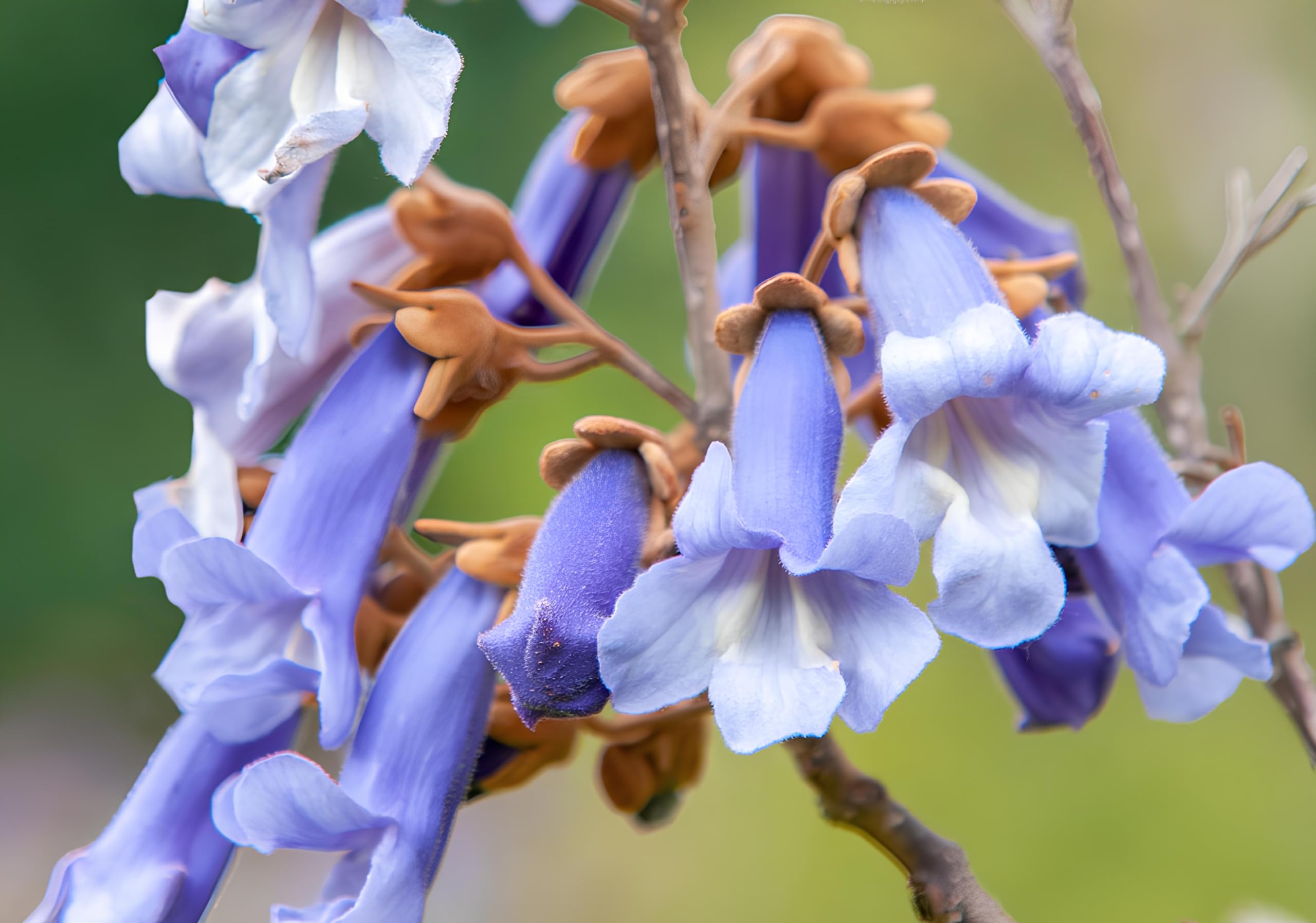 50+ Seeds- Empress Tree Seeds (Paulownia Tomentosa)- Exotic Tree Seeds For Home Garden - Image 2 thumbnail