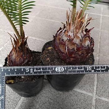 ソテツ　発根管理株 ソテツ 発根管理株 - メルカリ