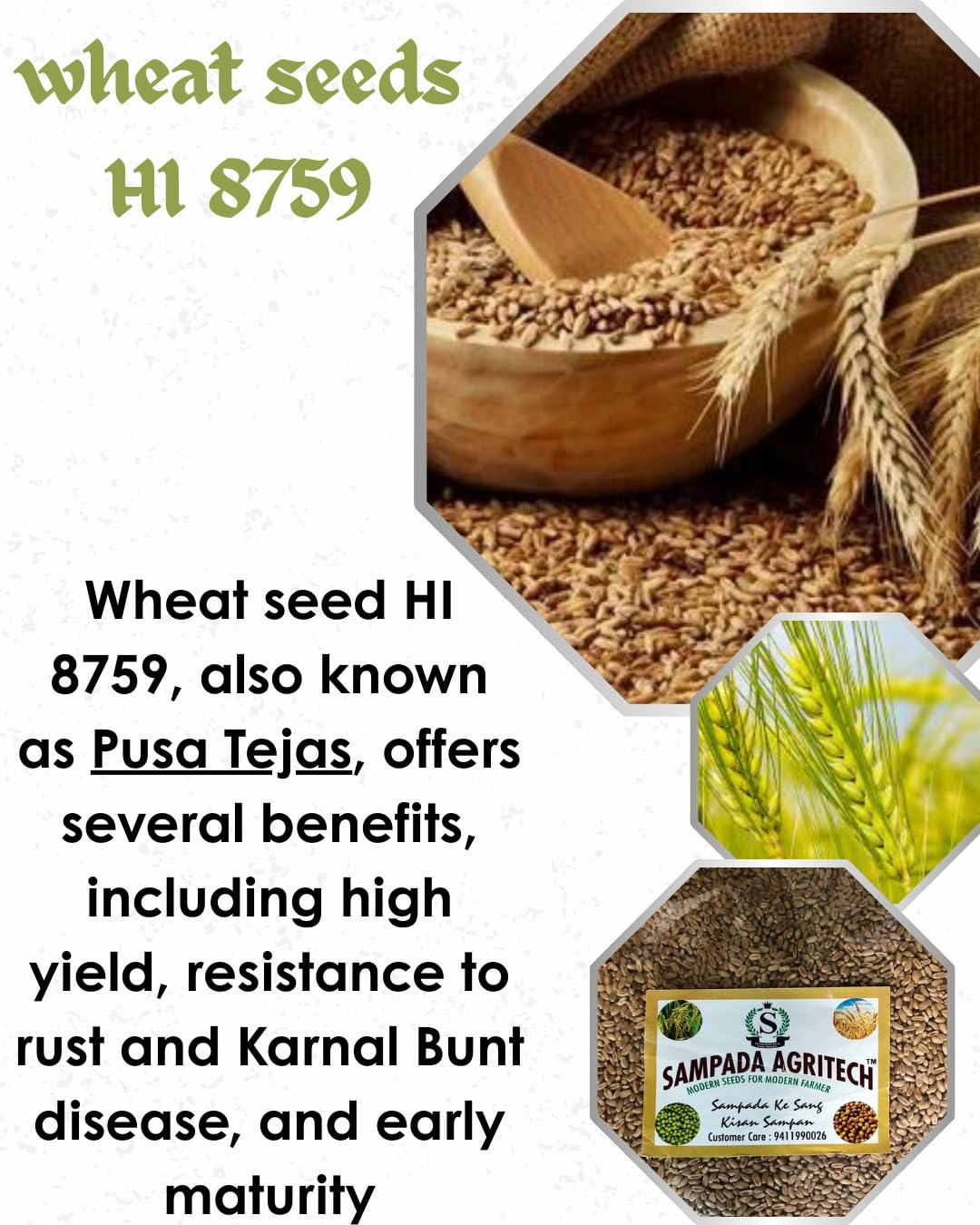 Sampada Agritech | Brown Wheat Seeds | Hi 8759 (Puja Tejas) Wheat Seeds for Sowing, Farming & Agriculture | 10 KG 3