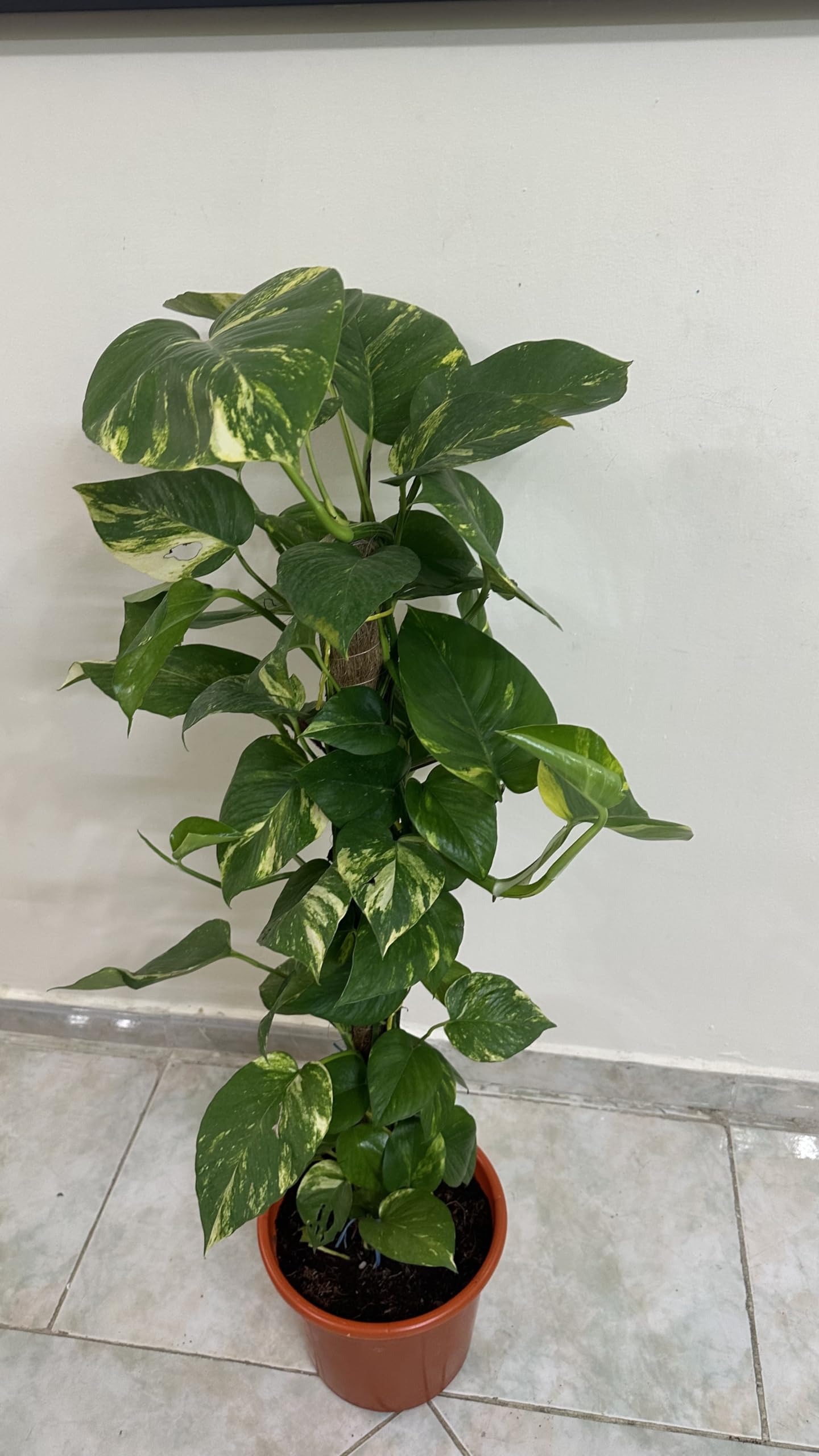 Money Plant,live,Fresh Indoor,(100 to 110cm height),Plant for Home/Office