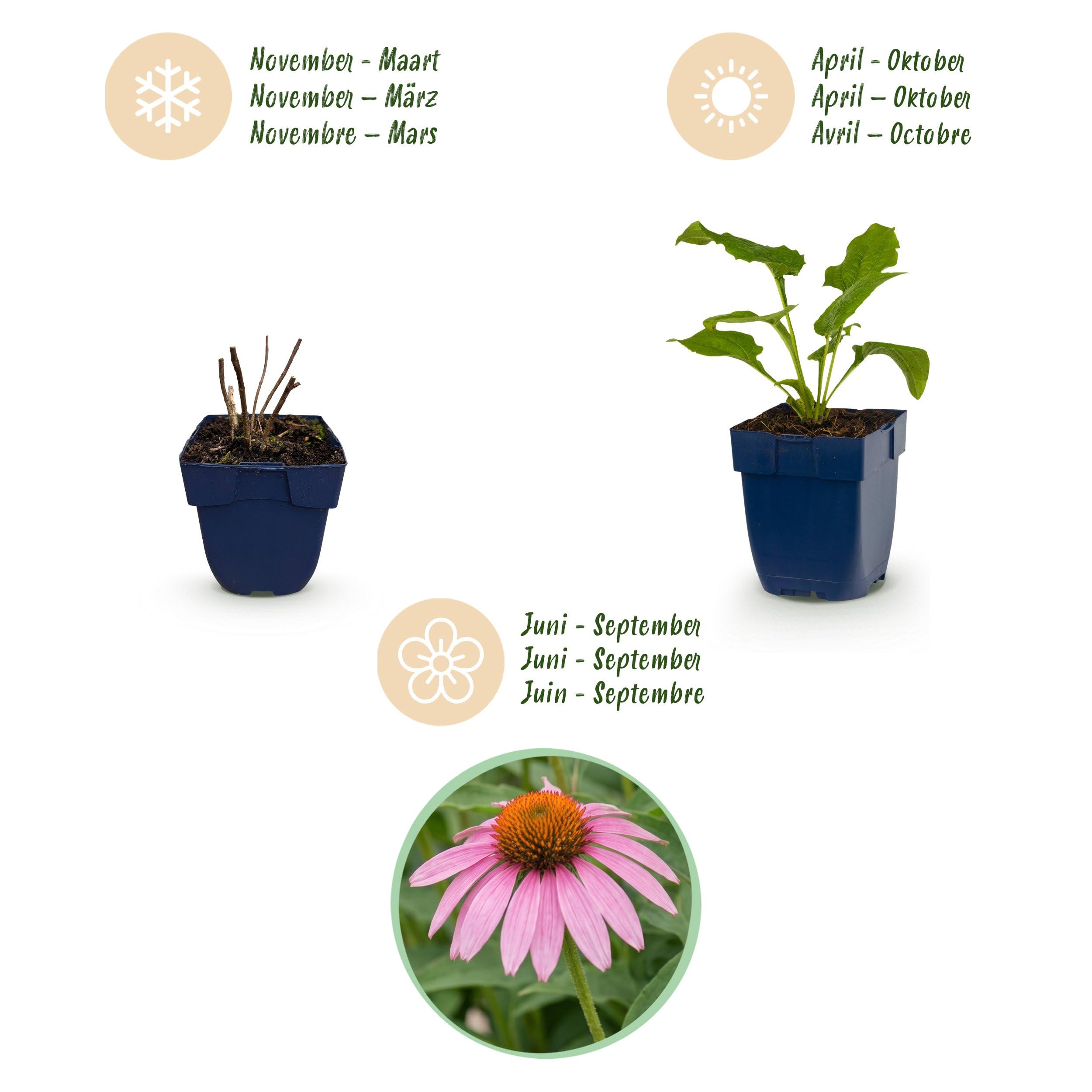 Echinacea purp. Magnus – Jeżówka purpurowa – Rośliny przyciągające pszczoły i motyle – Różowa – 6 sztuk - 15-25cm - Ø11cm - Roślina ogrodowa