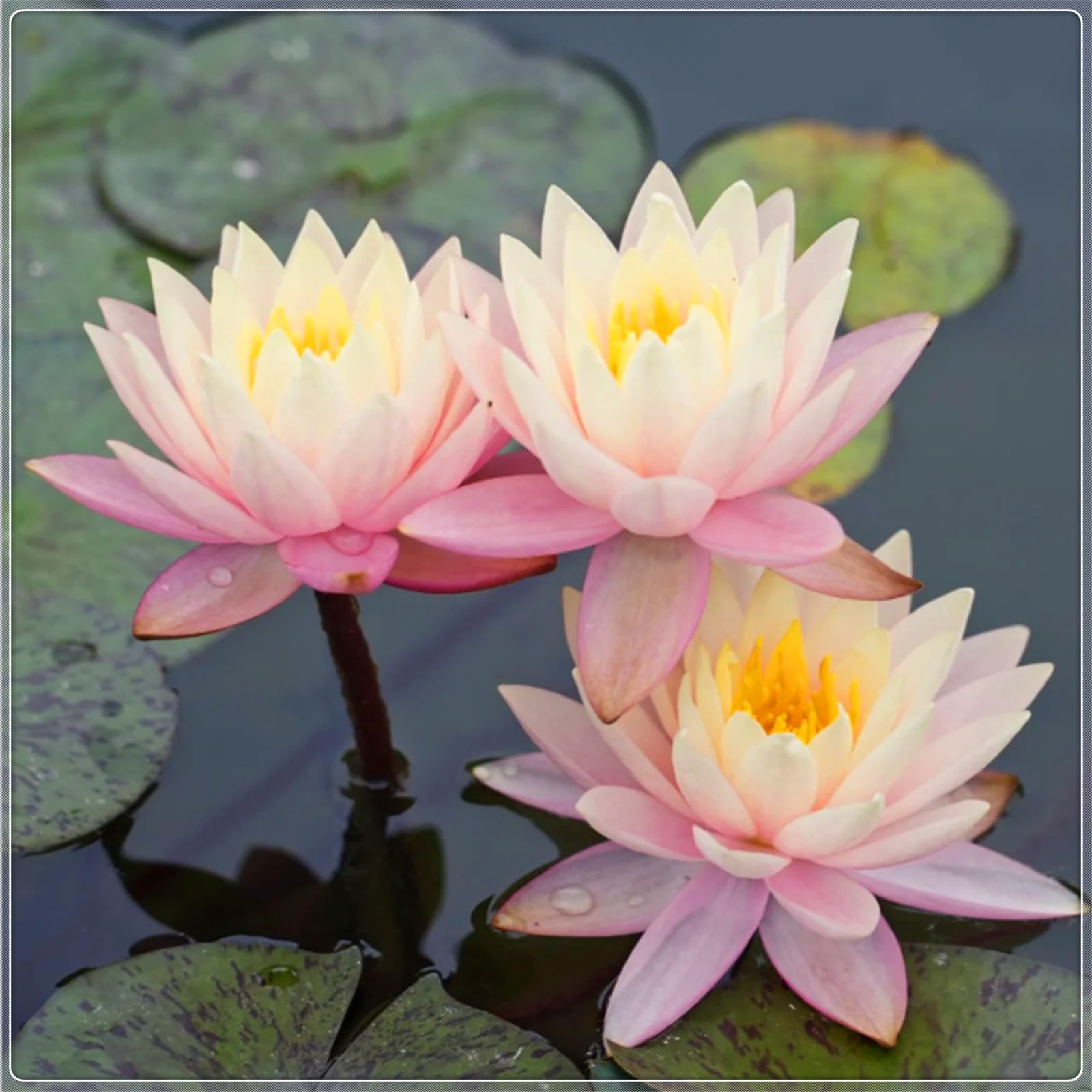 Nenúfares fáciles de cultivar-nenúfares flotantes para estanques, adecuados para la decoración de jardines, acuarios y peceras-80bulbos-B
