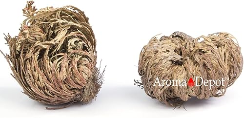 TWO Jumbo Rose of Jericho Flower | Flor de Jericó - Planta de Resurrección I Selaginella Lepidophylla | Rosa Seca I Rosa Sagrada I Doradilla Planta