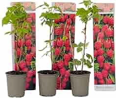 Pianta Di Lampone Rosso Rubus Idaeus - Cespuglio Perenne Da Frutto 40 Cm - Foto 2