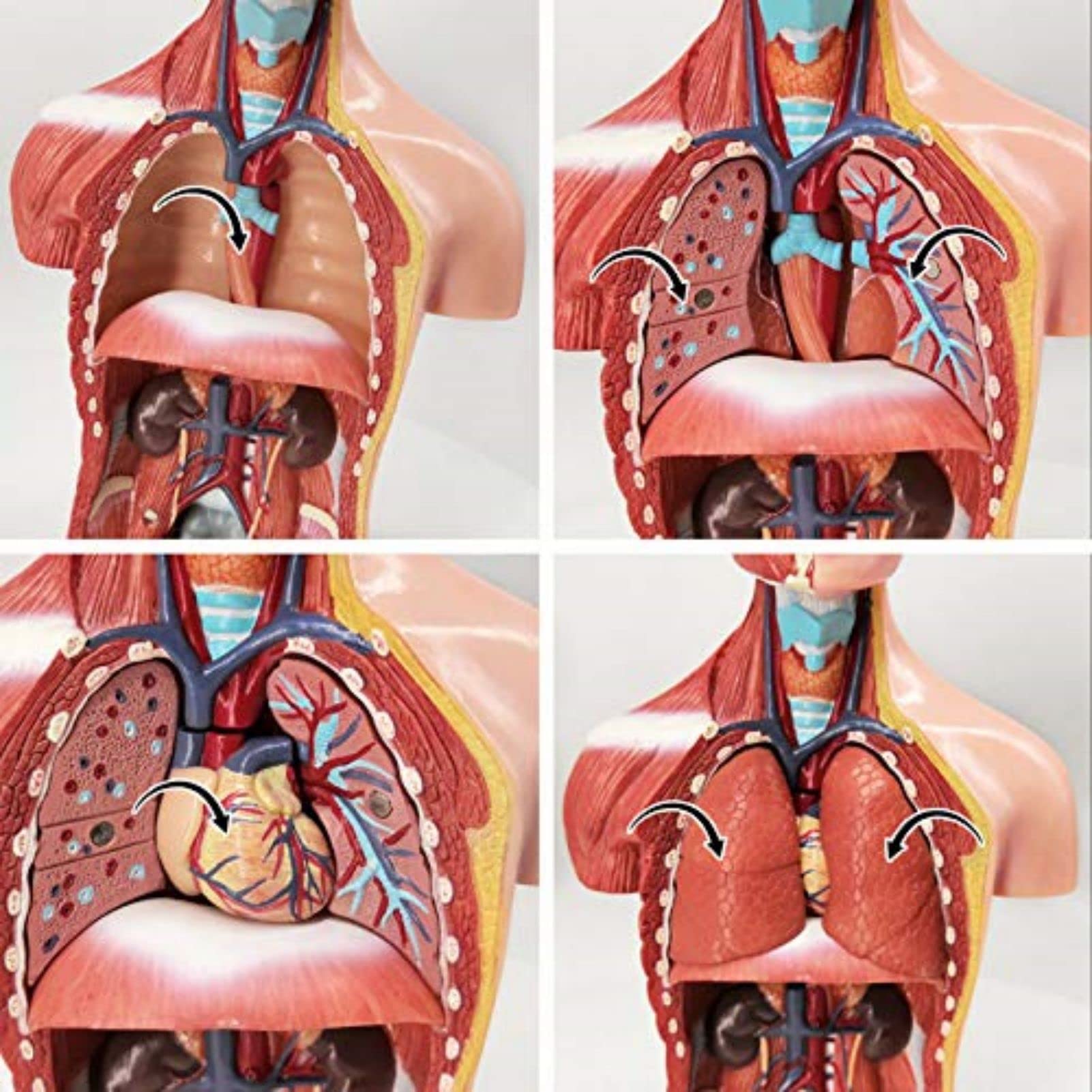Human Body Model, 15 Stück Abnehmbares 11 Zoll(28cm) Human Torso Anatomie Modell Mit Herz Kopf Schädel Gehirn Skelett Modell,Vorschule Ausbildung Display