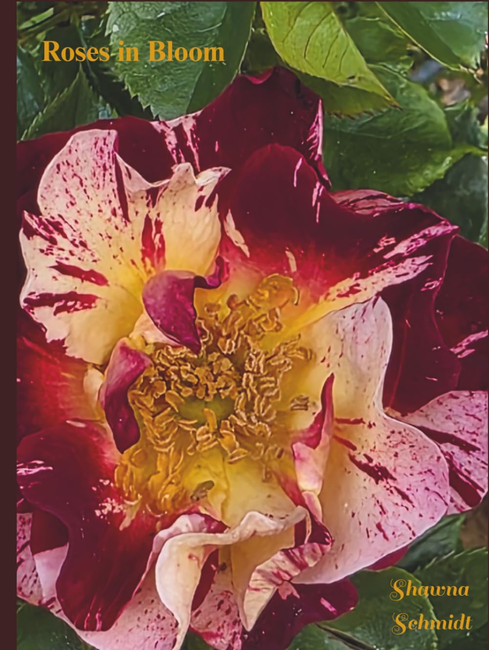 Roses in Bloom: Coffee Table Book