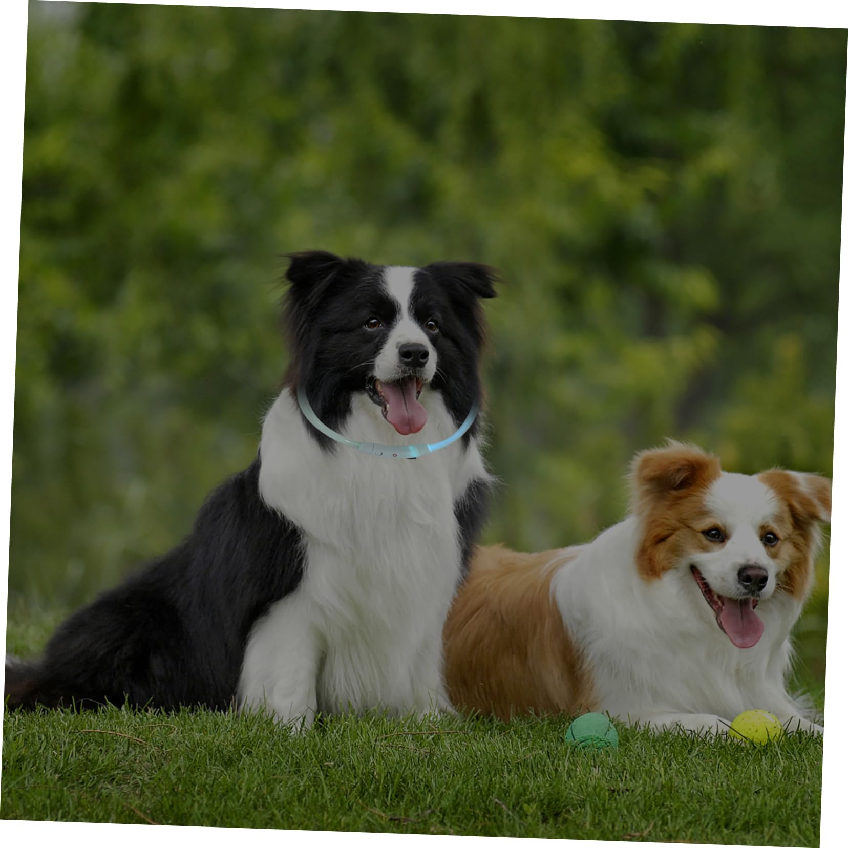 3 Piezas Collar De Mascota Collar Perro Pequeño USB Lámpara De Seguridad El Plastico