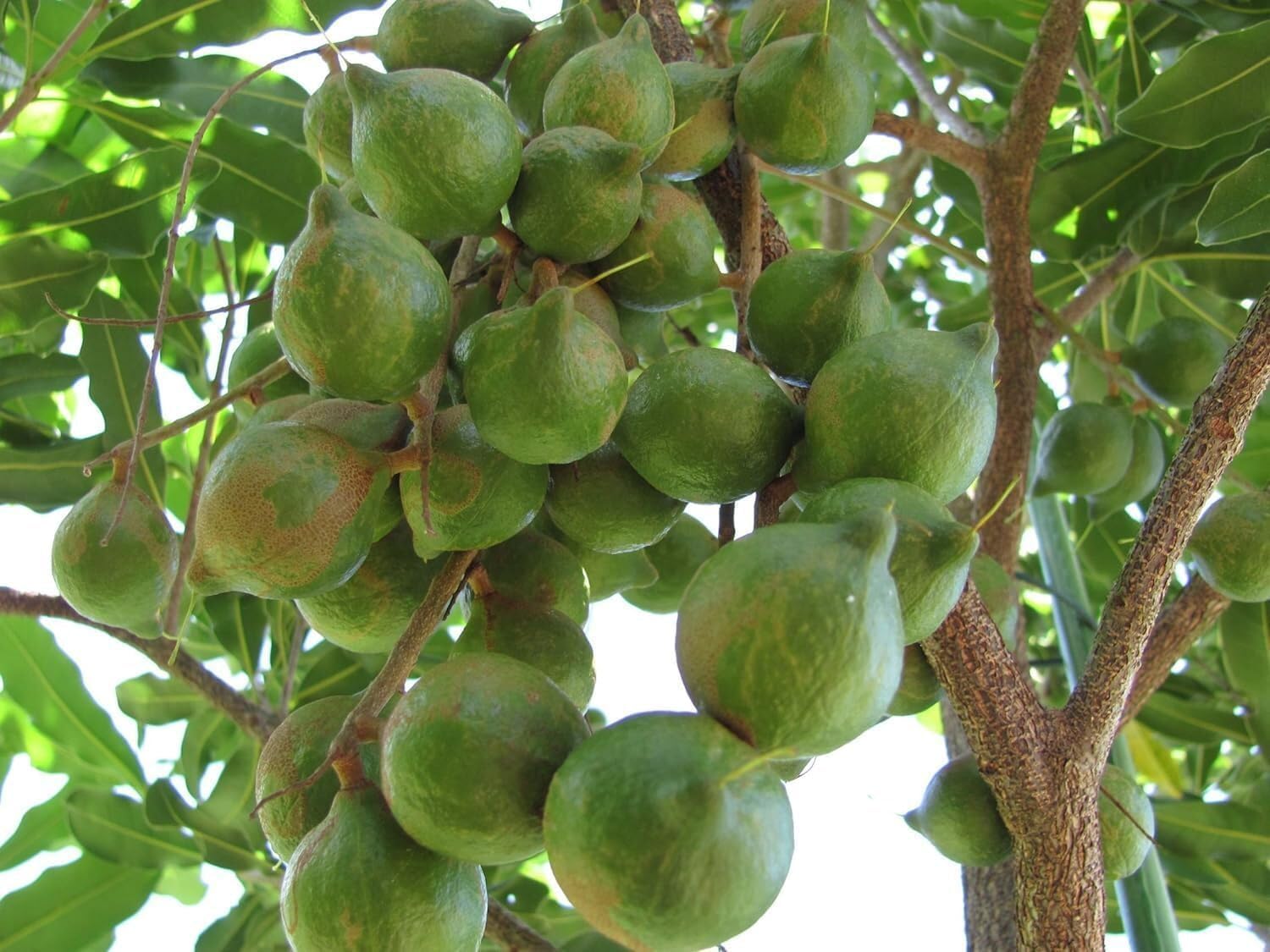 Macadamia plant live grafted || Macadamia integrifolia plant live || Pack of 1 live plant