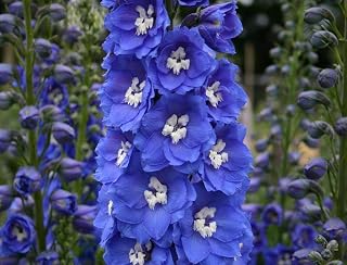 Blue Delphinium Seeds, Blue Bird, Heirloom Flower Seeds, Tall Blue Flowers, 50ct