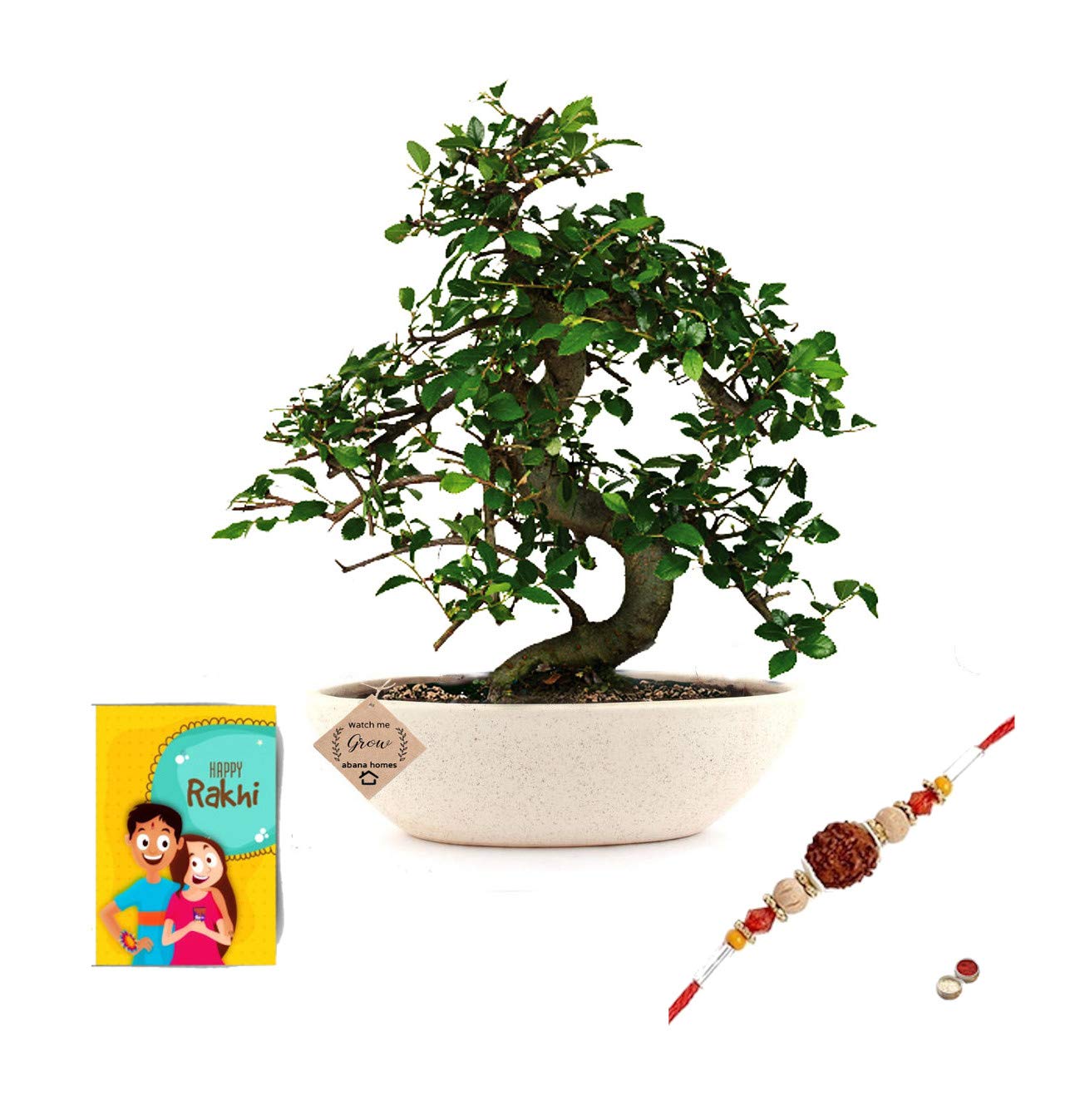 Abana Homes Chinese Elm Bonsai Plant – Live Bonsai Plants for Home Décor | Best Rakhi Gift for Brother, Bhaiya Bhabhi | Indoor Outdoor Bonsai Live Plant | Premium Raksha Bandhan Gift