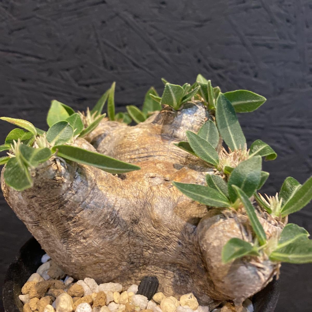 Amazon.co.jp: Pachypodium brevicaule パキポディウム ブレビカウレ 