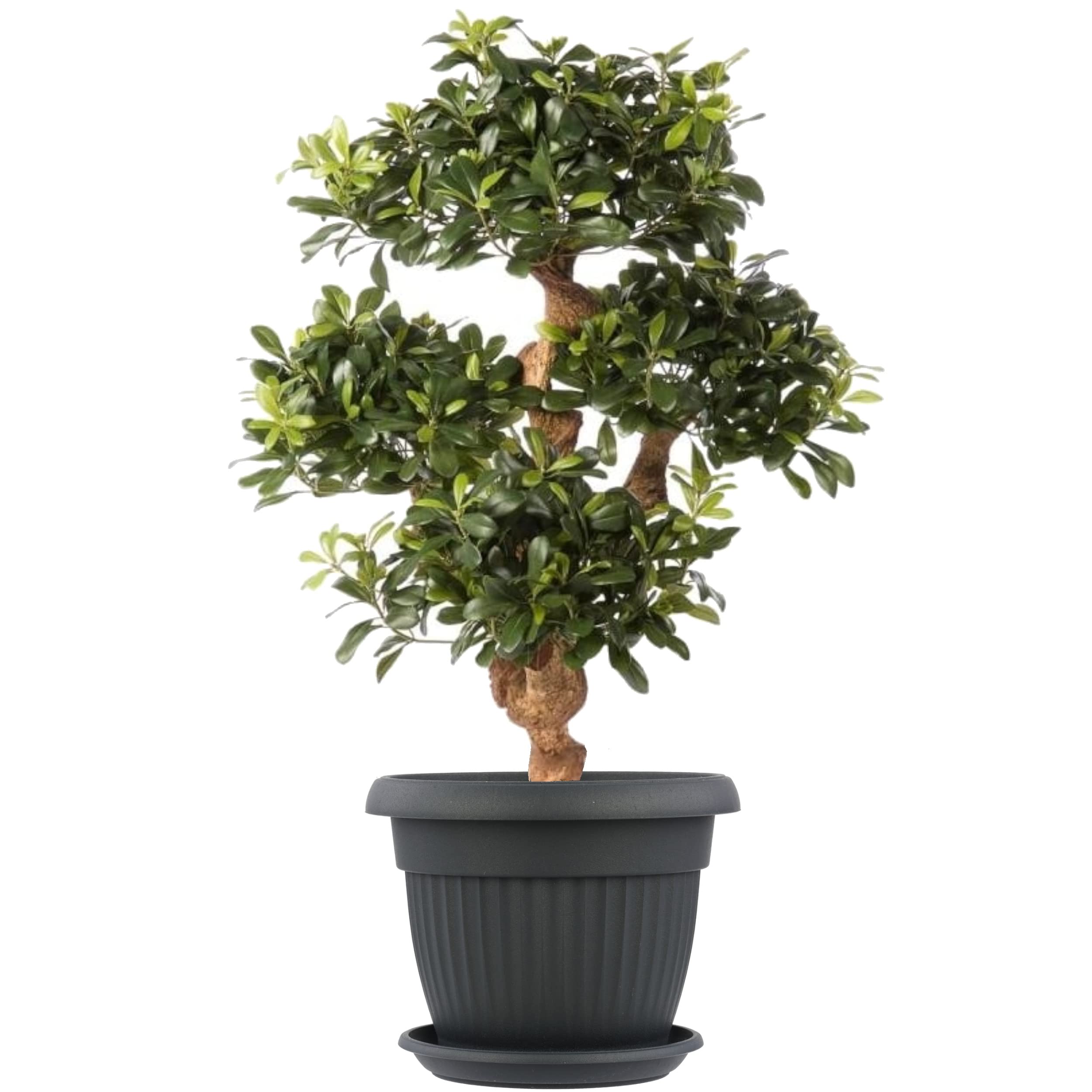 Sottovaso Kolor per fiori - 19 cm - grigio antracite
