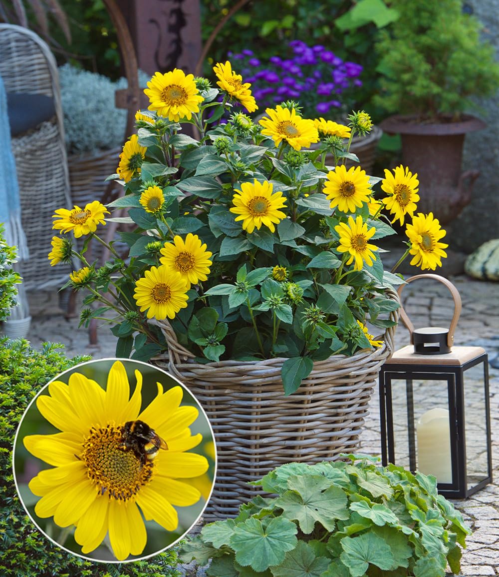 BALDUR Garten Sonnenblume SunCatcher® – Winterharte Sonnenblume, mehrjährig