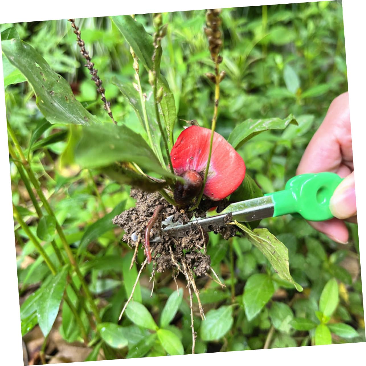 BESPORTBLE 3stücke Gartenwerkzeug Präzise Garten-tweezers Für Pflanzenpflege Ergonomisches Design Langlebig Und Tragbar Für Bonsai Und Haushalt Farben Variieren