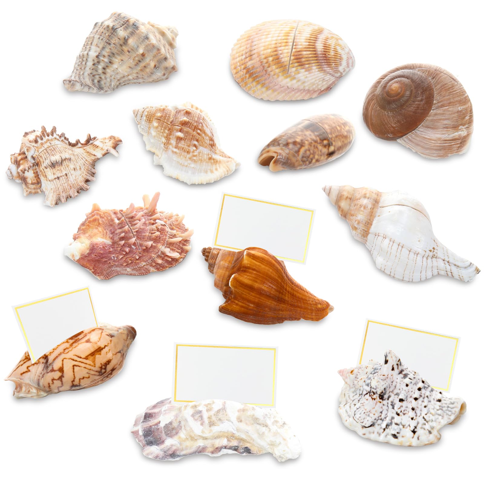 Photo 1 of Novabright 12 Pcs Sea Shell Place Card Holder with Card Set Real Sea Snail Shell Placecard Holder Set for Beach Theme Wedding Party Nautical Party Decorations Event Table Decor