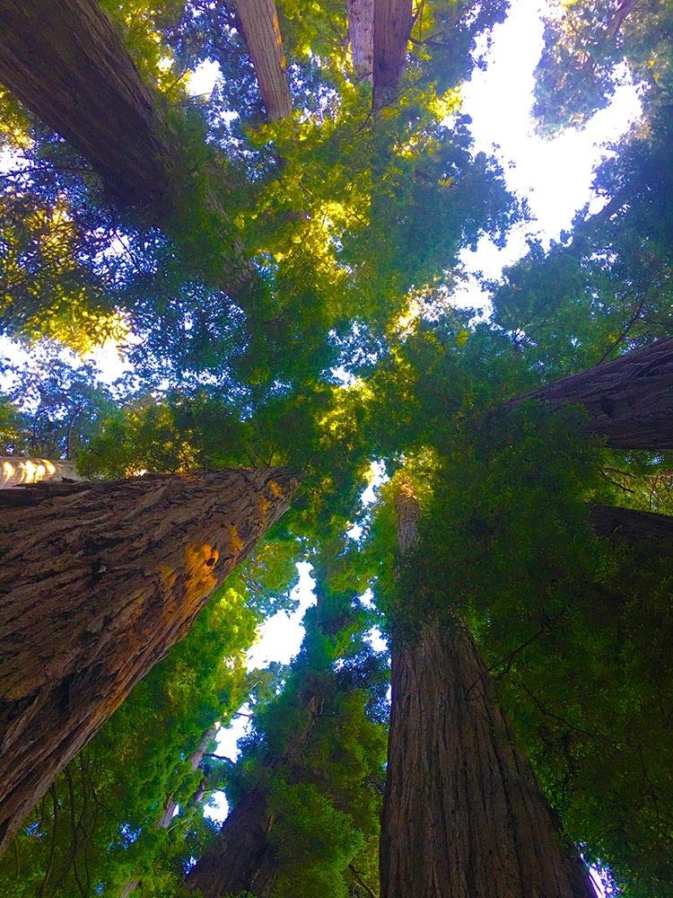 Tree Canopy XII Poster Print by Grayscale Grayscale (24 x 36)
