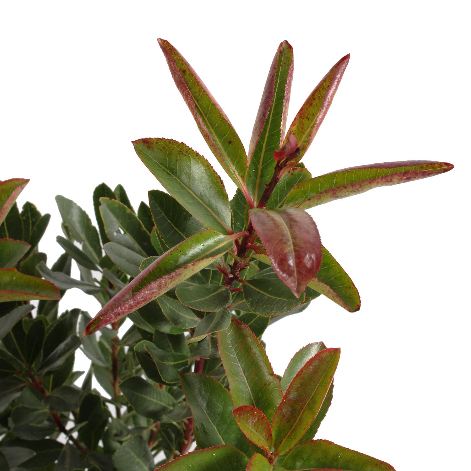 KENTIS - Erdbeerbaum Arbutus Unedo – Winterharte Pflanzen für Garten – Immergrun Echte Pflanze - Hoch 100-125 cm Topf Ø 30 cm