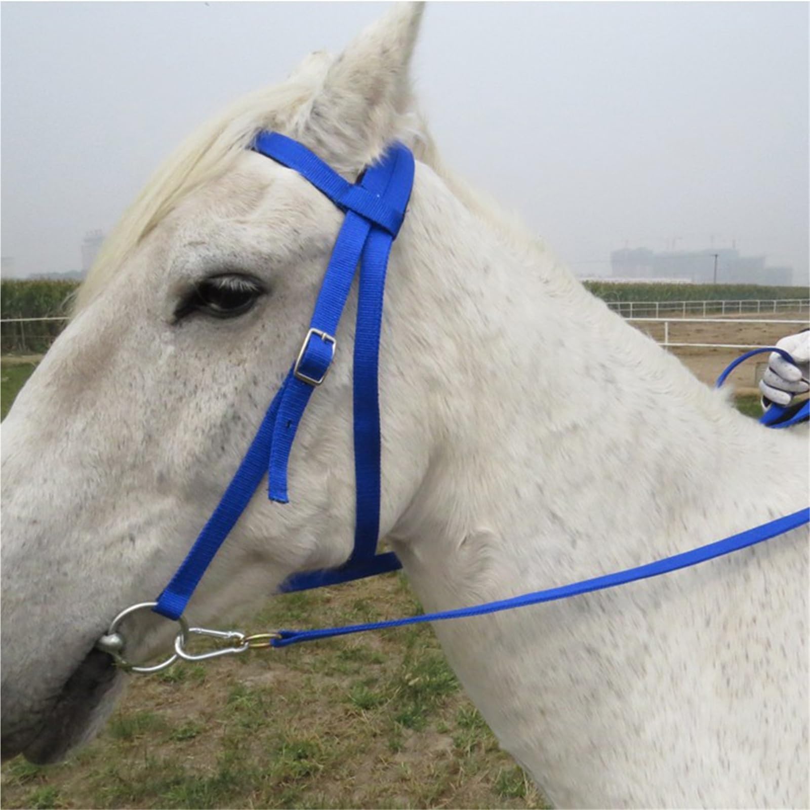 Halfter Für Pferde Pferdezügel-Kopfstück, verdicktes Halfter, Reitausrüstung, abnehmbare Trense(Blue S)