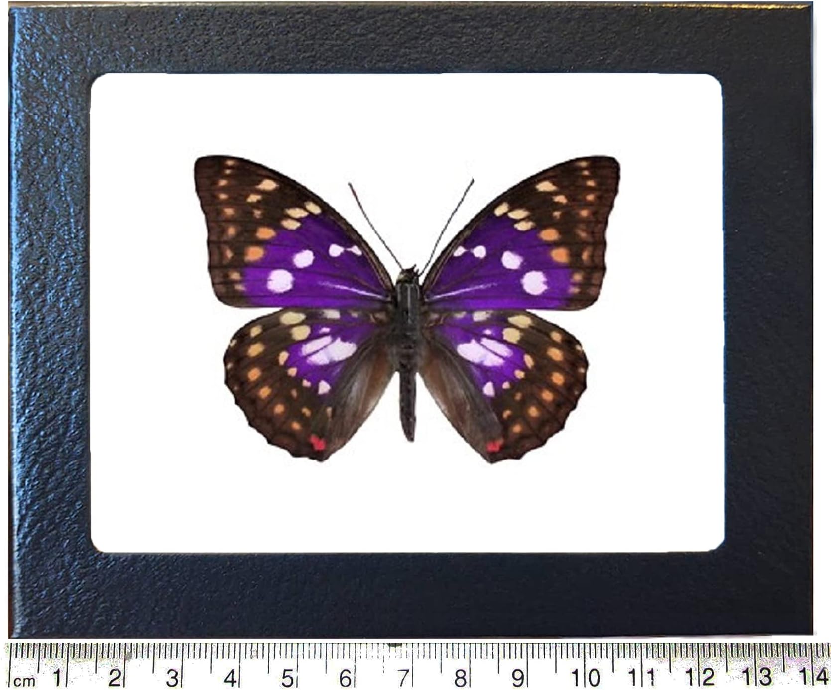 BicBugs Sasakia charonda Black Purple White Butterfly China Framed