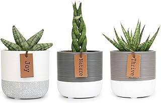 Snake Plant Live House Plants Indoors Live (3 Pack), Succulent Plants Live Houseplants, Gardening Gifts for Plant Lovers, ...