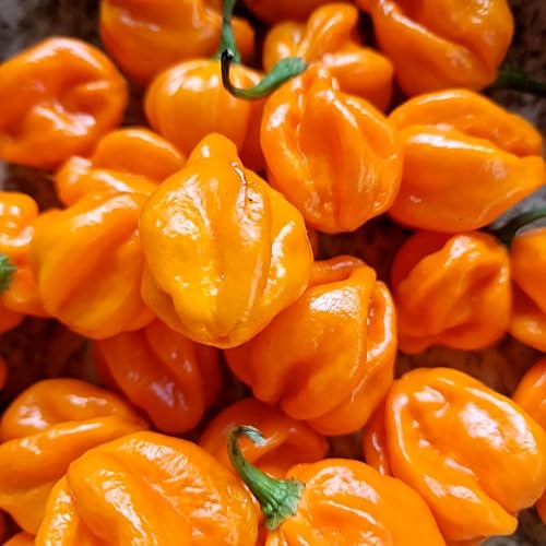 Miniatura 5 de 150 semillas de pimienta habanero naranja, sin OMG, chile súper picante para plantar, ideal para salsa picante, salsas y jardines domésticos - Alta