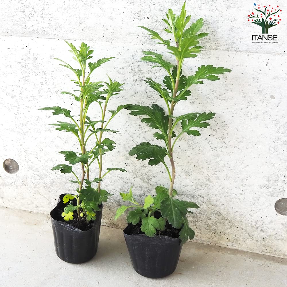 Amazon.co.jp: ITANSE 夏菊 風道 3号ポット 2個セット【品種で