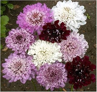 PREMIER SEEDS DIRECT Pincushion Flower - Imperial Mix 0.75GM ~ 300 Seeds - SCABIOSA ATROPURPUREA