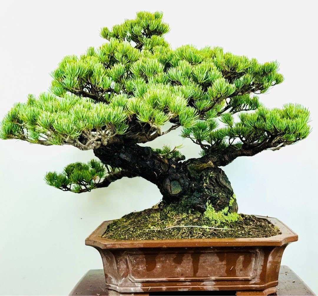 五葉松盆栽 3 那須五葉松盆栽 8-3 那須五葉松盆栽 8-3