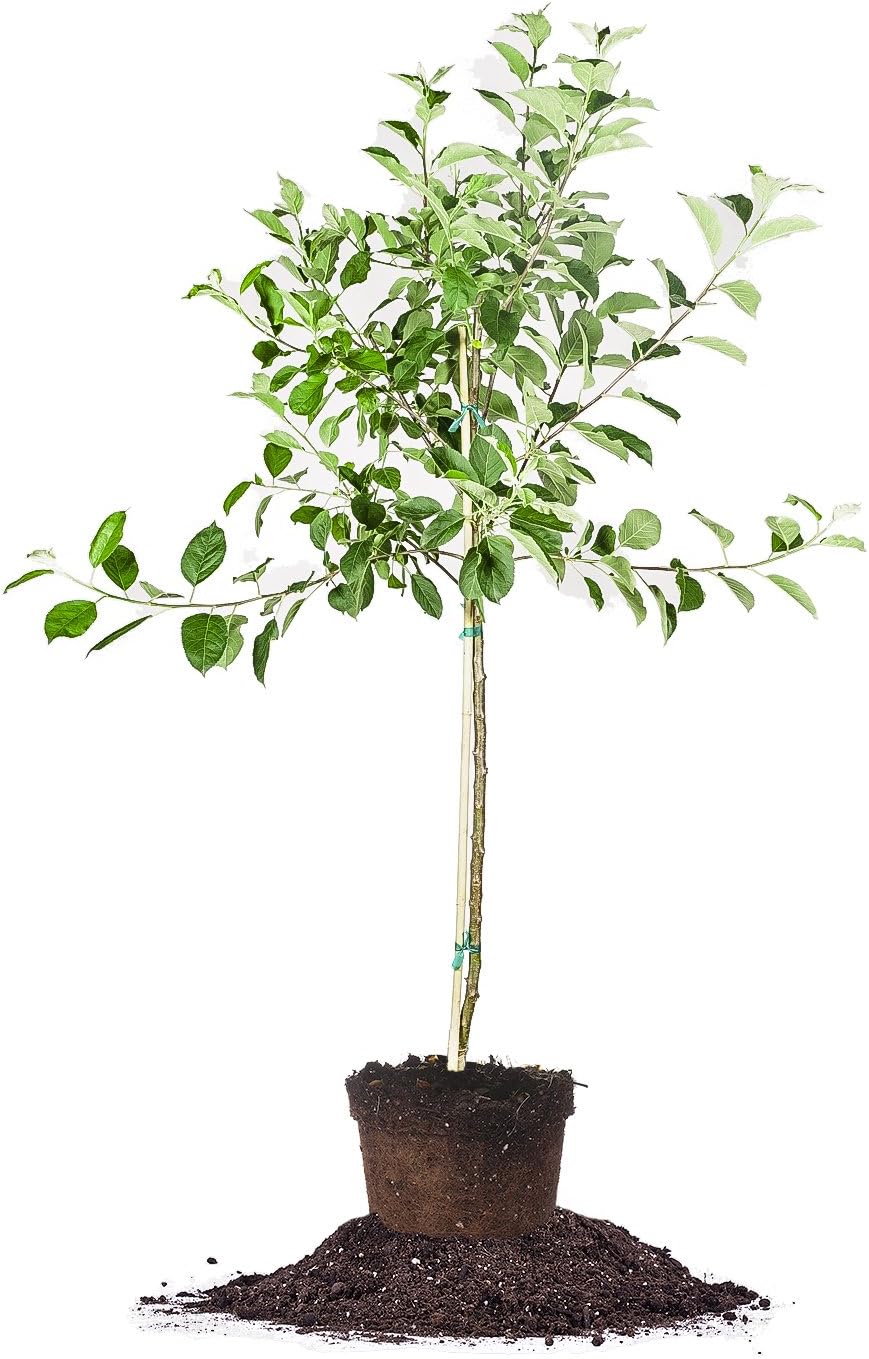 Golden Delicious Apple Tree - Size: 5-6', Live Plant, Includes Special Blend Fertilizer & Planting Guide