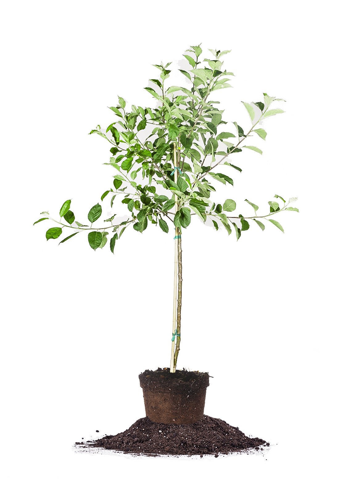 Golden Delicious Apple Tree - Size: 5-6', Live Plant, Includes Special Blend Fertilizer & Planting Guide