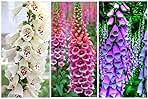 Seeds Flowers Purple Foxglove Digitalis Mix Perennial - 600 Seeds