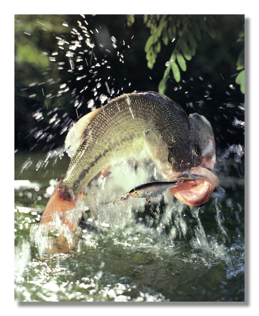bass chasing lure painting Large Mouth Breaking Water Hook Photo Wall Picture 8x10 Art Print: Posters & Prints Rod Length:6’6 Series:Ugly Stik Elite Baitcasting Reel Repair: DIY then no SVG cutline