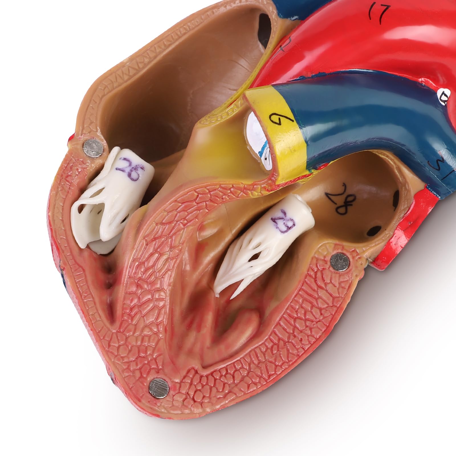 ERWEY Model ludzkiego serca do anatomii, replika 1:1 modelu serca naturalnej wielkości, z 34 oznaczeniami anatomicznymi i podstawą z PVC