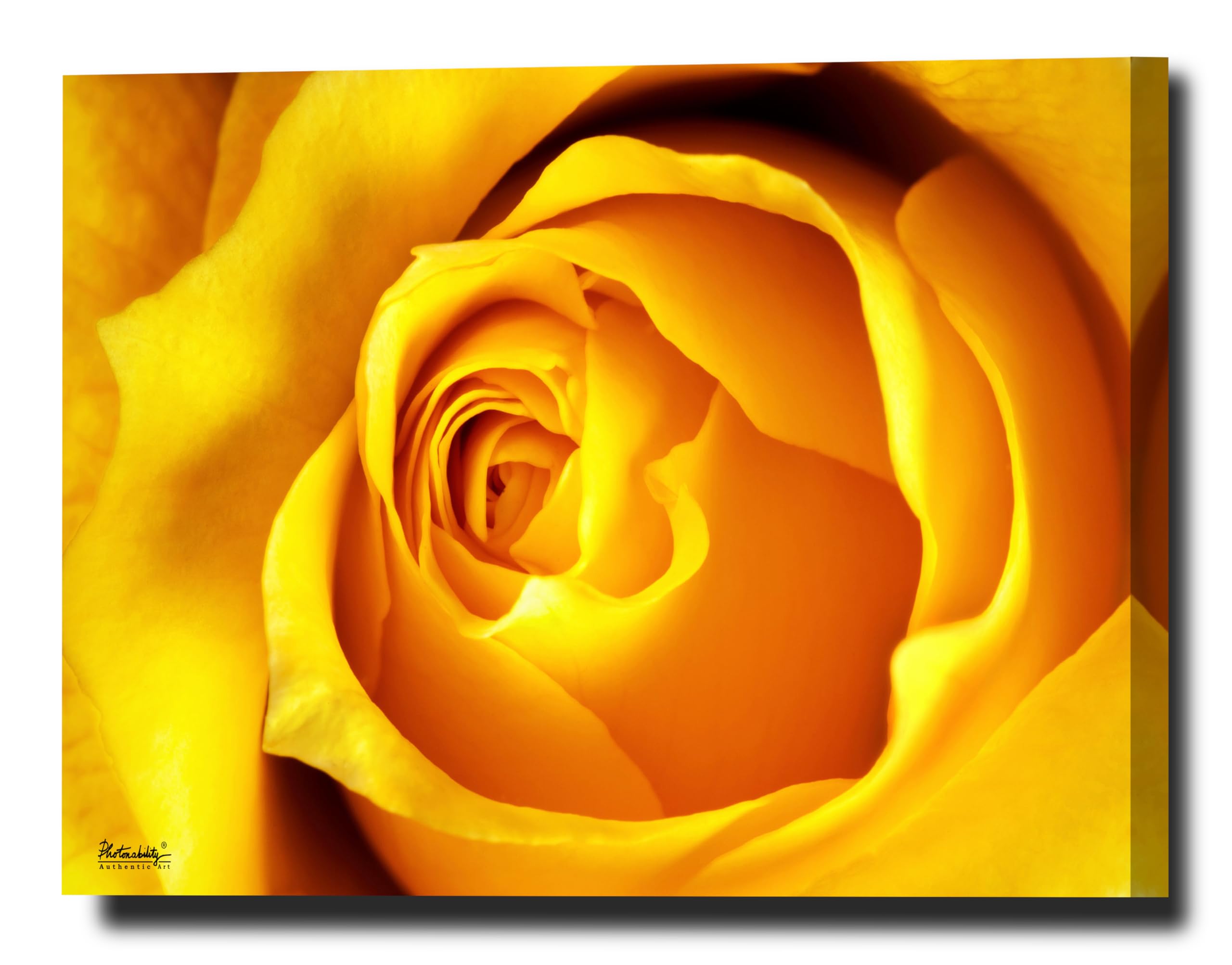 Photonability® Yellow Rose Macro Petals Flower Wall Art Canvas Giclee (40 x 60 x 1.25 inches)