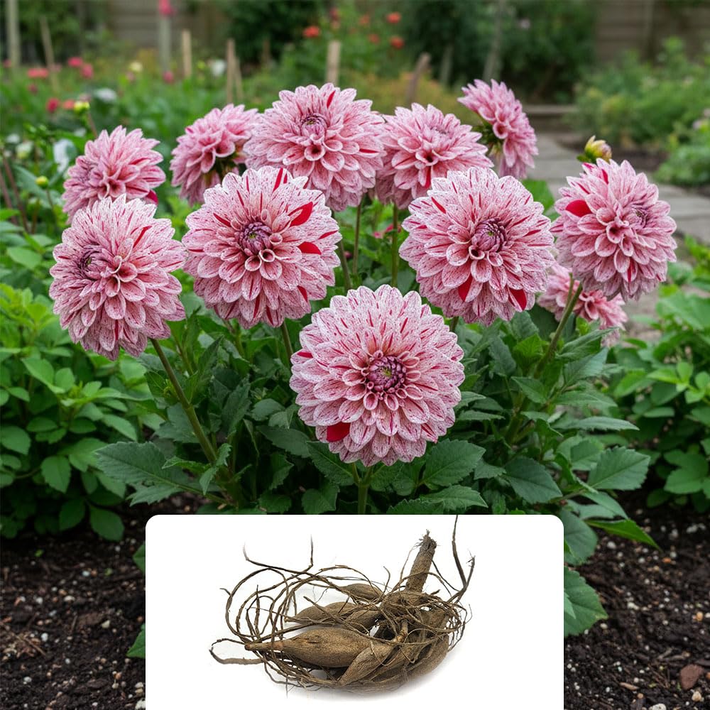 1 x Dahlia ‘Border Go Go Speckled’ Tuber – Light Pink Flowers with Rose-Red Streaks – Compact Summer-Flowering Dahlia for Borders, Pots & Containers – UK Grown