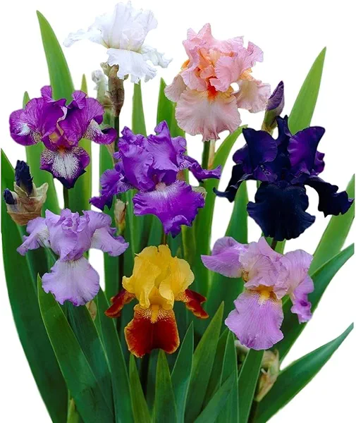 Easy to Grow Bearded Iris Colorful Mix - 9 Plant Bulbs, Mixed Color Flowers in Spring to Fall, Full Sun Low Maintenance