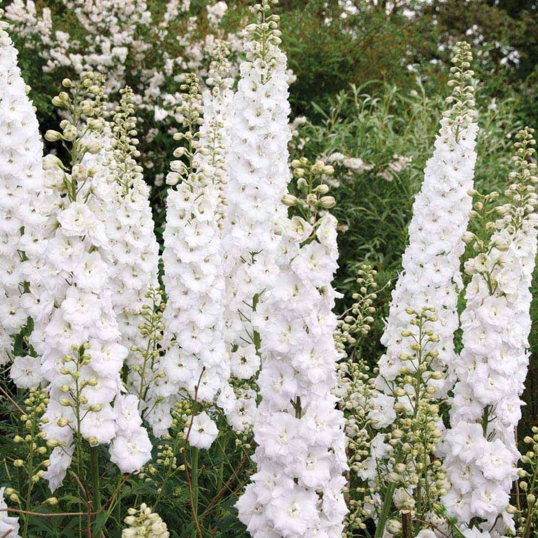 6 x Pied d'Alouette belladone 'Casablanca' - Delphinium 'Casablanca' - Godet 9x9cm - Fleurs blanches, massifs lumineux